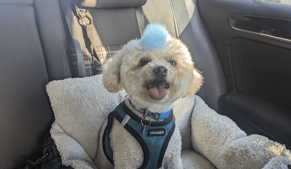 Dog in car